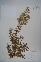 華南黃楊，雀舌黃楊，匙葉黃楊藏品圖，第1張