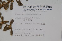 華南黃楊，雀舌黃楊，匙葉黃楊藏品圖，第2張