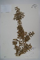 華南黃楊，雀舌黃楊，匙葉黃楊藏品圖，第1張