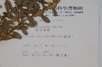 華南黃楊，雀舌黃楊，匙葉黃楊藏品圖，第2張