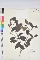 土密樹藏品圖，第1張