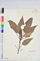 粗糠柴藏品圖，第1張