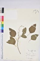 扛香藤藏品圖，第1張