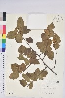 扛香藤藏品圖，第1張