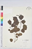 烏臼藏品圖，第1張