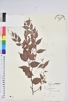 白珠樹藏品圖，第1張