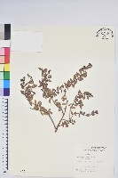 高山白珠樹藏品圖，第1張