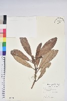 臺灣杜鵑藏品圖，第1張