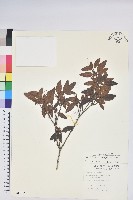 紅毛杜鵑藏品圖，第1張