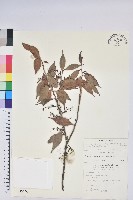 珍珠花、長尾葉越橘藏品圖，第1張