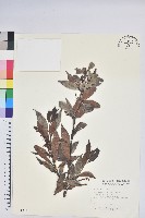 珍珠花、長尾葉越橘藏品圖，第1張