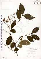 九芎藏品圖，第1張