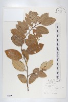 藤胡頹子藏品圖，第1張