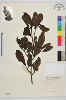 清水鼠李藏品圖，第1張