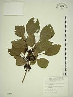 中原氏鼠李藏品圖，第1張