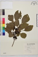 中原氏鼠李藏品圖，第2張