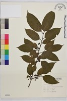 中原氏鼠李藏品圖，第2張