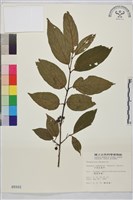 中原氏鼠李藏品圖，第2張