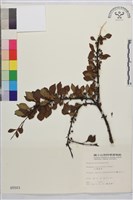 小葉鼠李藏品圖，第1張