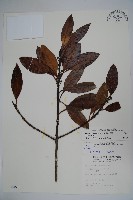 雪山冬青藏品圖，第1張