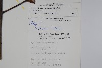 雪山冬青藏品圖，第2張