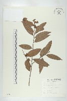 軟毛柿藏品圖，第1張