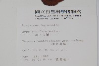 大屯尖葉槭, 川上氏槭藏品圖，第2張