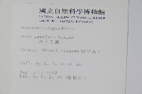 大屯尖葉槭, 川上氏槭藏品圖，第2張