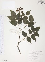 野鴉椿藏品圖，第1張