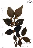 杜虹花，台灣紫珠藏品圖，第1張