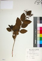 苦林盤藏品圖，第1張