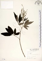 黃荊藏品圖，第1張