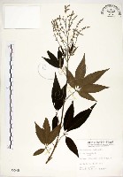 黃荊藏品圖，第1張