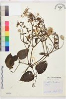 田代氏鐵線蓮藏品圖，第1張