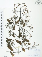 柱果鐵線蓮藏品圖，第1張