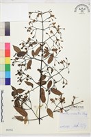 柱果鐵線蓮藏品圖，第2張