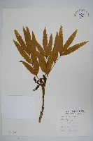 細葉十大功勞藏品圖，第1張