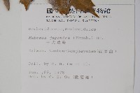 十大功勞藏品圖，第2張