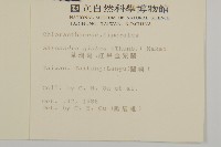 草珊瑚、紅果金粟蘭藏品圖，第2張