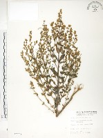 大籽當藥、巒大當藥藏品圖，第1張