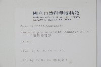 細葉蘭花參藏品圖，第2張