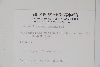 細葉蘭花參藏品圖，第2張