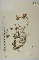 洋蓍草、千葉蓍藏品圖，第1張