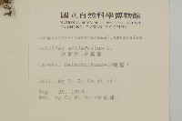 洋蓍草、千葉蓍藏品圖，第2張