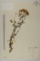 洋蓍草、千葉蓍藏品圖，第1張