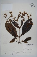 假酸漿藏品圖，第1張