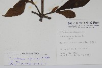 假酸漿藏品圖，第2張