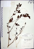 光果龍葵藏品圖，第1張