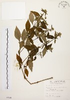 臺灣鱗球花藏品圖，第1張