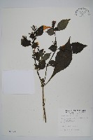 曲莖馬藍藏品圖，第1張